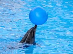10 Animal Facts To Brighten Your Day 10 Animal Facts To Brighten Your Day