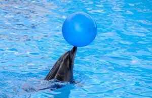 10 Animal Facts To Brighten Your Day 10 Animal Facts To Brighten Your Day