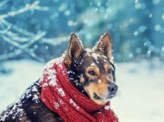 How to Ensure That Your Pets are Safe & Warm This Winter How to Ensure That Your Pets are Safe & Warm This Winter
