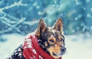 How to Ensure That Your Pets are Safe & Warm This Winter How to Ensure That Your Pets are Safe & Warm This Winter